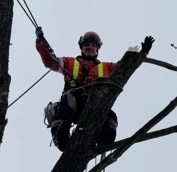 Arboriculteur au travail dans un arbre