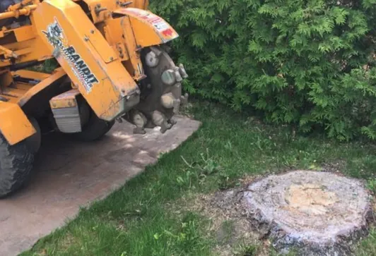 Rognage de souche sur un terrain résidentiel
