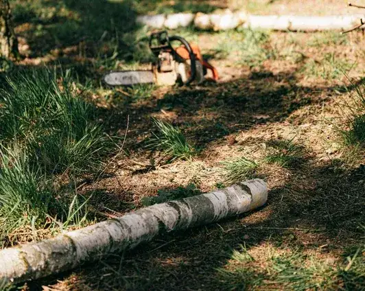 Scie et tronc au sol après des travaux d'arbre